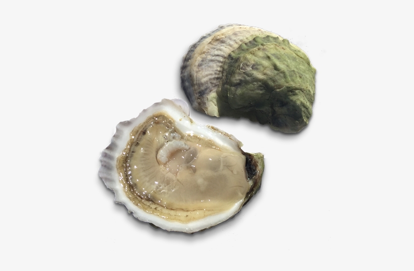 Retail From The Shop - Oysters Transparent Background, transparent png #2646085