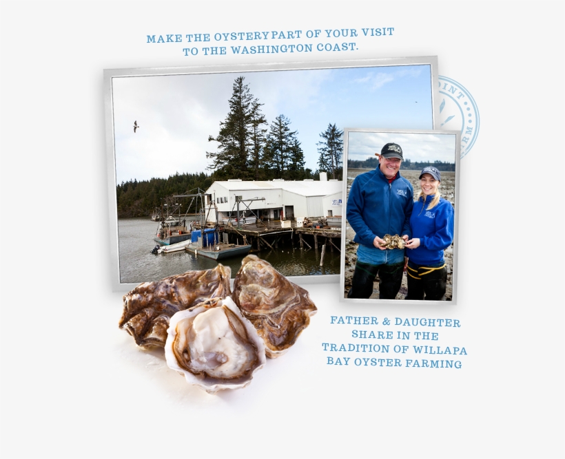 Goose Point Oysters, Facility, Family Owned - Tiostrea Chilensis, transparent png #2646377
