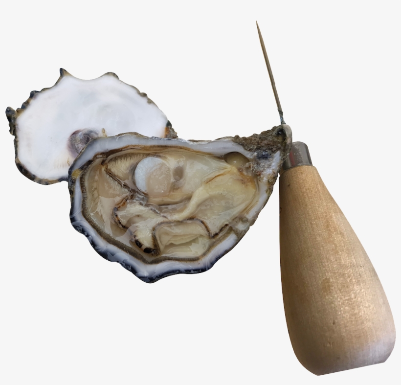 Farming Systems - Shell, transparent png #2646514