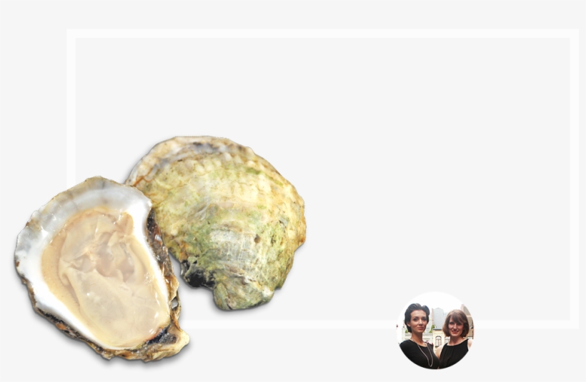 Tiostrea Chilensis, transparent png #2646549