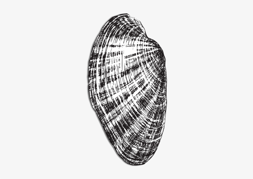 Aquaculture Of Clams And Oysters Is An Ecologically - Illustration, transparent png #2646611