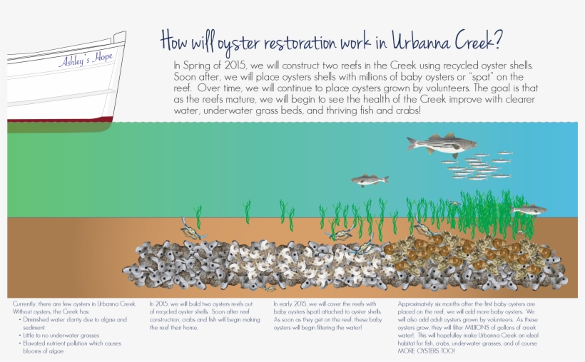 Over The Next Year And A Half We Will Be Constructing - Oysters Importance, transparent png #2646923