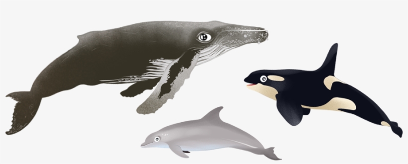 Cétacés - Cetaceans, transparent png #2647999