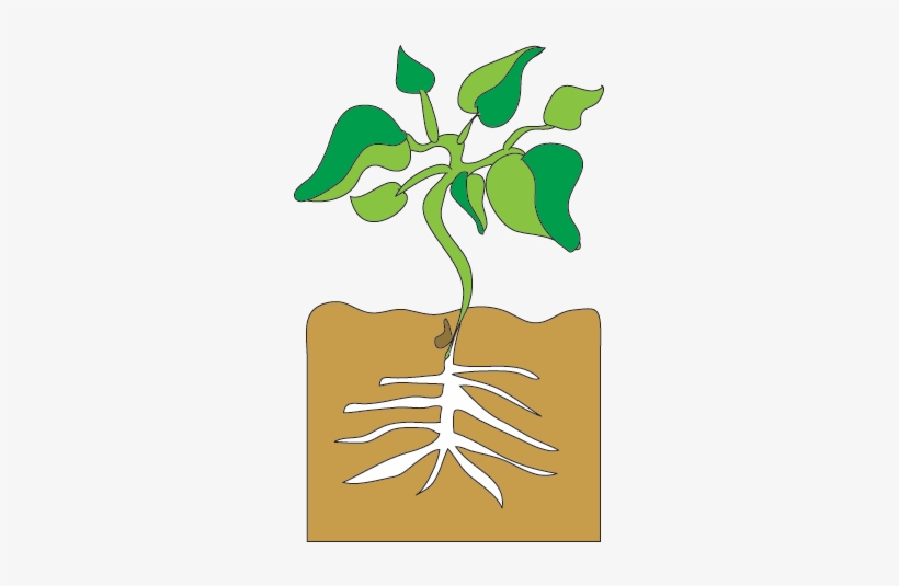 Bean Sprout Growing, transparent png #2650755