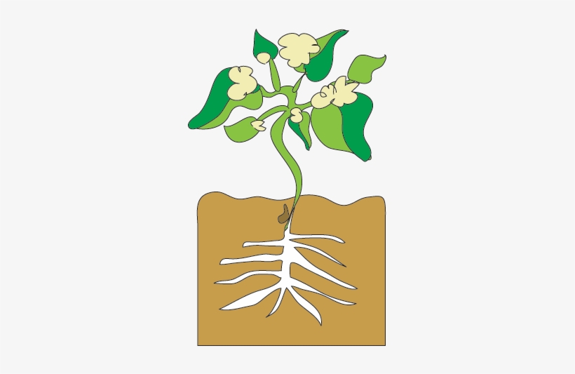 Bean Sprout Growing, transparent png #2650825