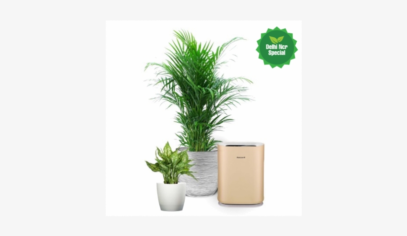 Delray Plants, transparent png #2651005