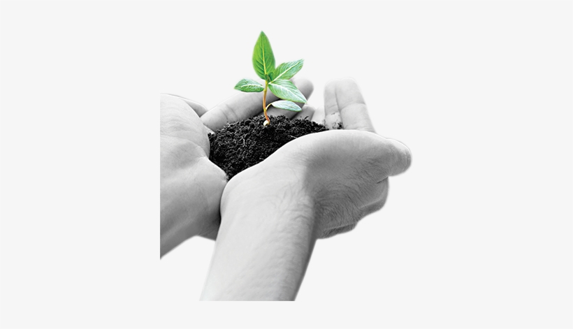 Sprout-transparent - Hand Holding Green, transparent png #2651054
