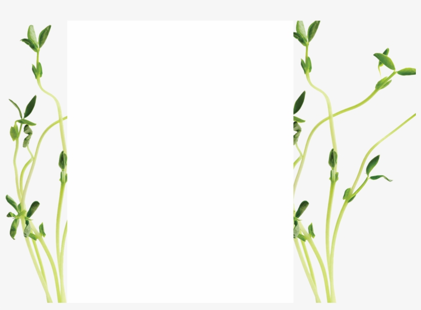 Sprout-bg1 - Grass, transparent png #2651076