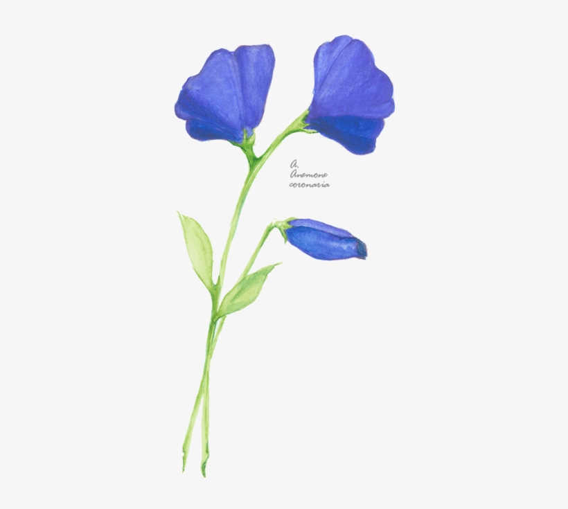 Flower Picture - Evolution Of Calpurnia Tate Movie, transparent png #2651243