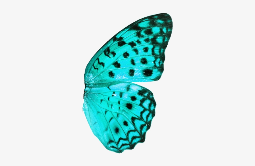 Haga Clic Aquí Para Leer En Español - Oliver Gal 'blue Butterfly' Canvas Art | Canvas Art, transparent png #2651472