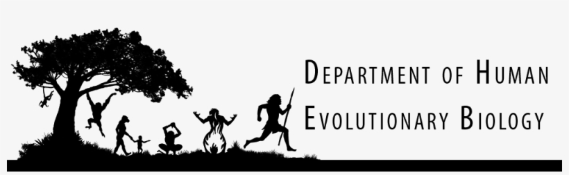 Department Of Human Evolutionary Biology - Human Evolutionary Biology Harvard, transparent png #2651586