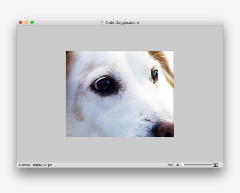 Screen Shot 2015 05 07 At - Jack Russell Dog Puppy Apple Ipad Pro 12.9 Inch Leather, transparent png #2651649