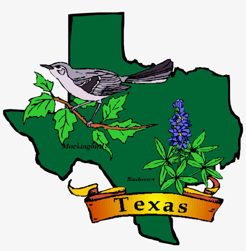 Texas Theme Day Camp, Shac Png Transparent - State Flower And Bird Of Texas, transparent png #2652092