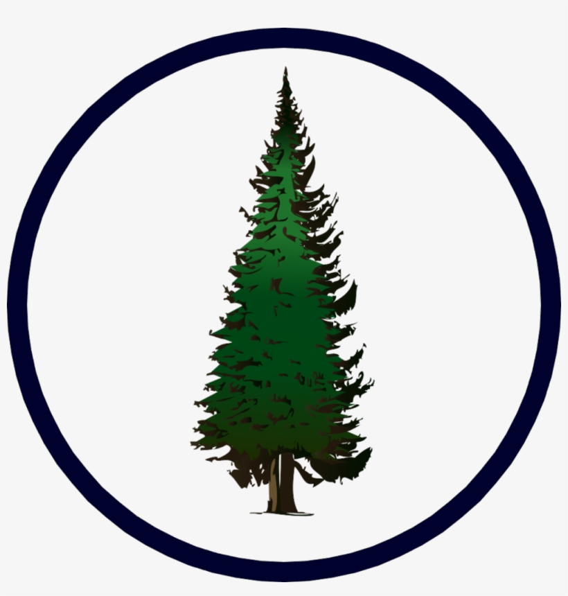 Contact Evergreen - Pine Tree Clip Art, transparent png #2652786