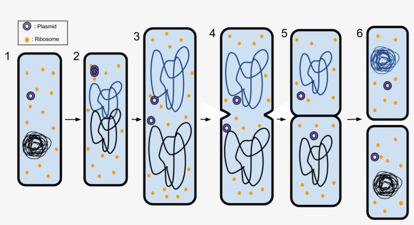 Binary Fission - 6 Steps Of Binary Fission, transparent png #2653622
