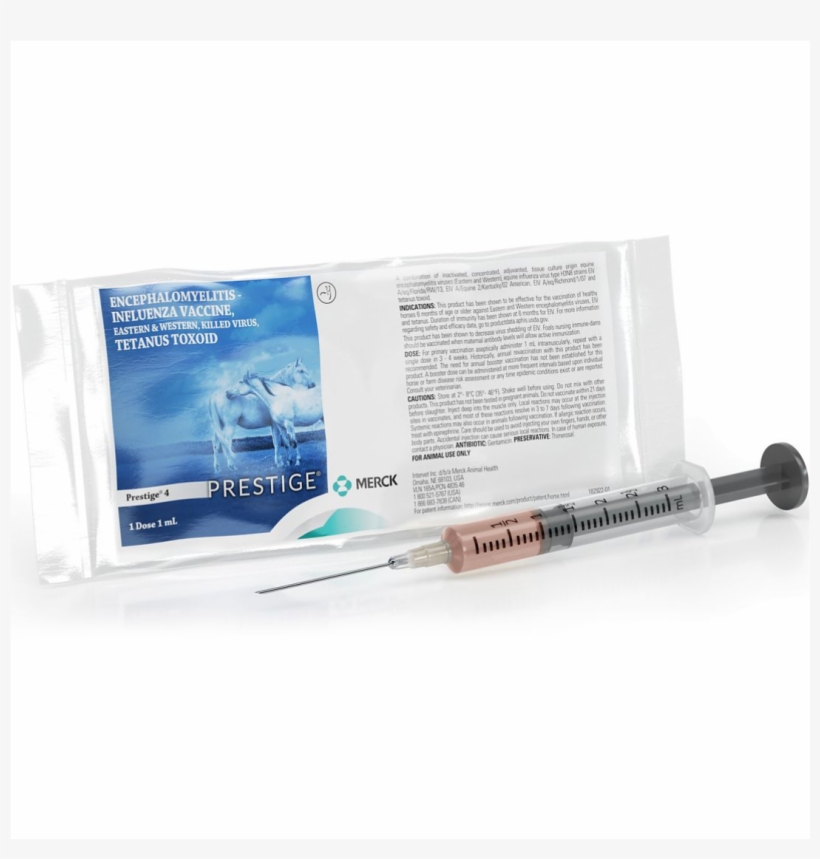 Horse, transparent png #2654336