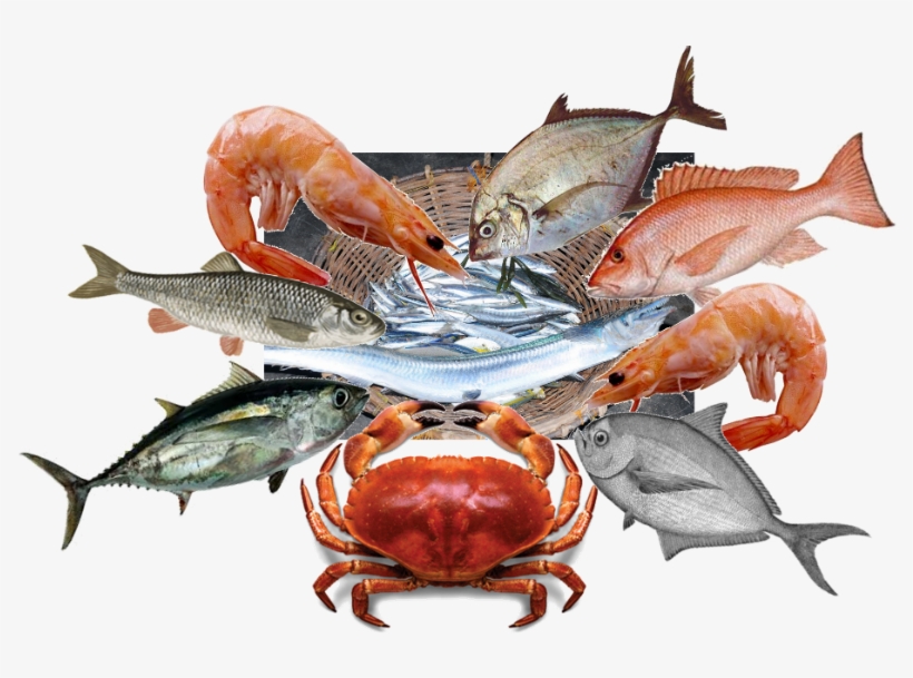 Chesapeake Blue Crab, transparent png #2655993