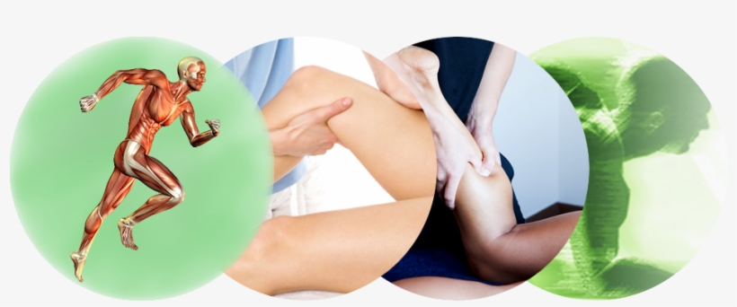 Sports Massage - Handbook Of Muscle Cells And Tissues, transparent png #2656608