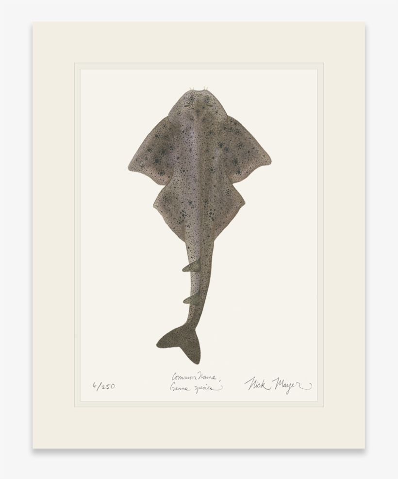 Angel Shark - Trout, transparent png #2662372