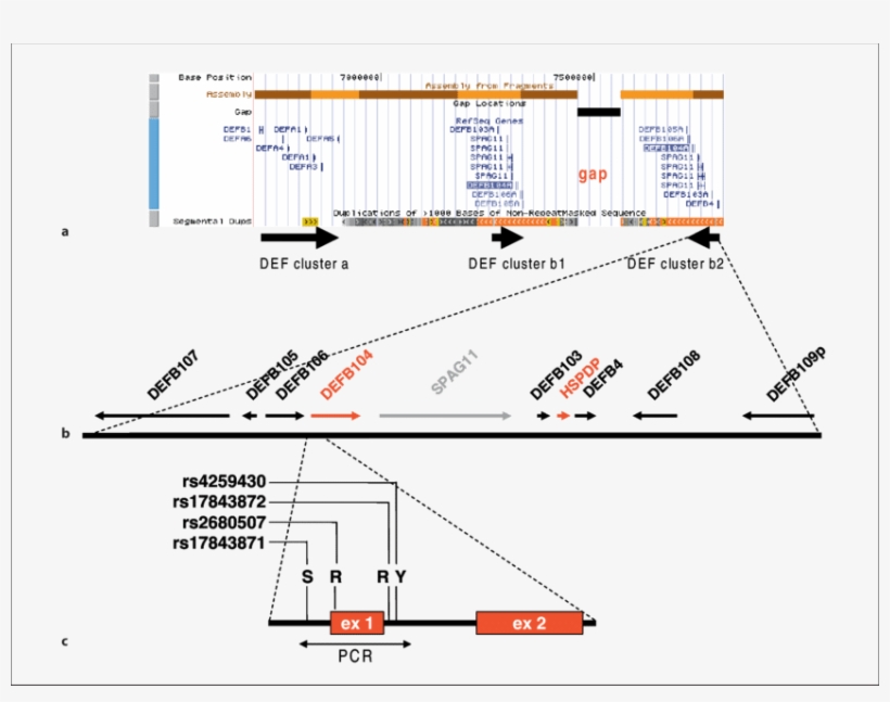 Human Def Gene Locus At 8p23 - Genome, transparent png #2663275
