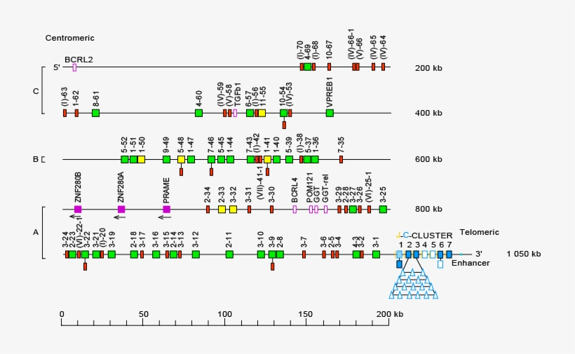 Locus Representation Human Igl - Gene, transparent png #2663297