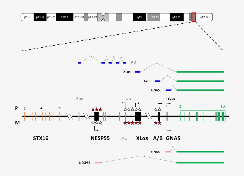 Organization And Imprinting Of The Gnas Complex Locus - Gnas Gene, transparent png #2663471