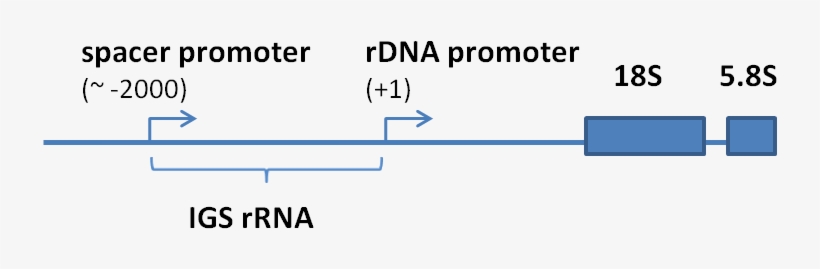 Structural Organization Of The 5'-terminal Oart Of - Diagram, transparent png #2663538