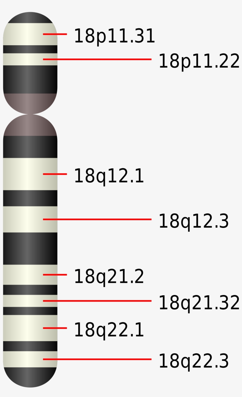 The Smad 4 Gene Is Located On The Long Arm Of The Chromosome, - Chromosome 18 Gene Map, transparent png #2664046