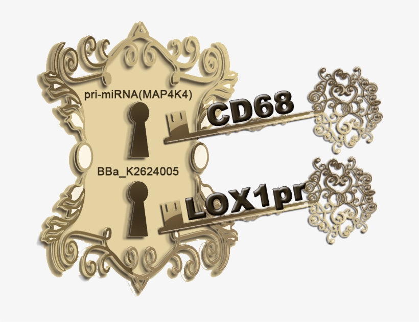 Ath29 Is A Major Atherosclerosis Susceptibility Locus - Emblem, transparent png #2664195