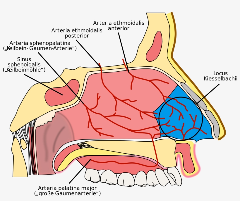 Open - Irrigacion De La Nariz, transparent png #2664344