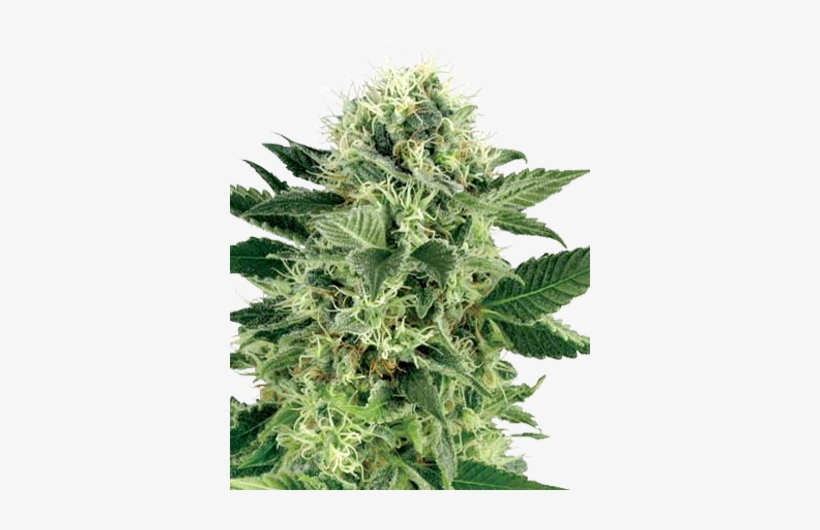 Growers Choice Northern Lights Auto, transparent png #2664518