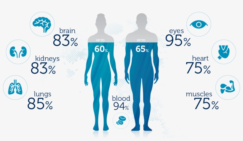 If I Drink More Water, Will I Lose Weight - Water Level In Human Body, transparent png #2665553