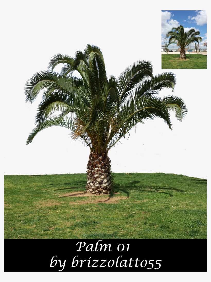 Stock Png Cut-out From An Original Photograph Taken - Attalea Speciosa, transparent png #2670540