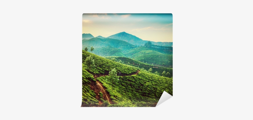 Tea Plantations Instagram Color Filter Wall Mural • - Podróżnik Journey 159x210, transparent png #2671858