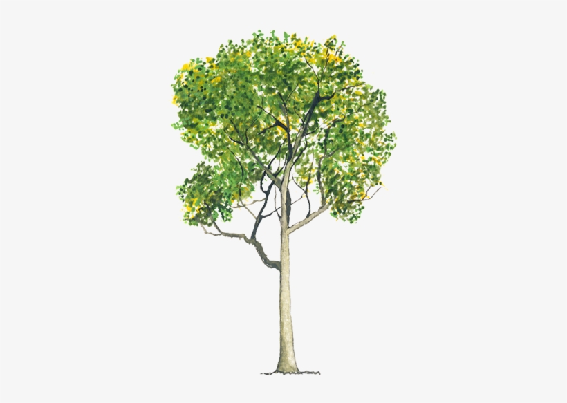 Platanus Hybrida - Platanus Hispanica Png, transparent png #2672255