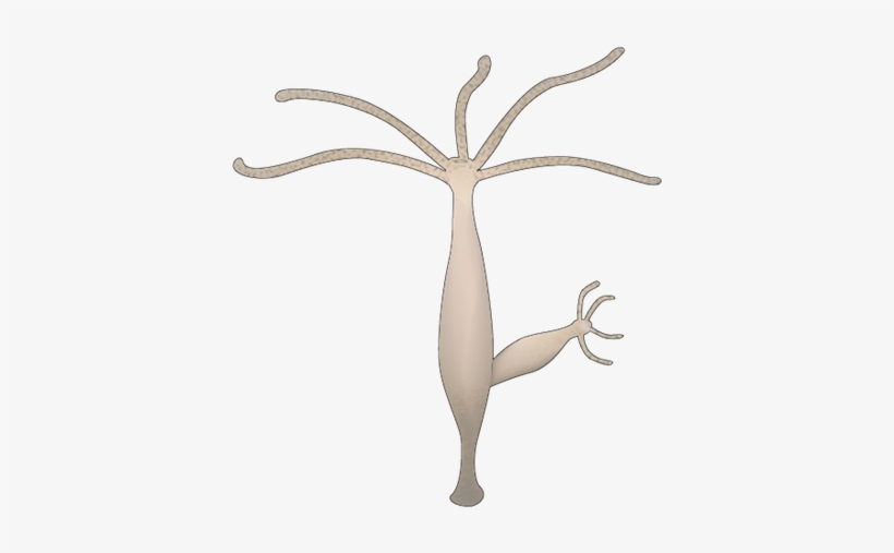201208 Hydra - Cnidarios Hidra Desenho, transparent png #2673852