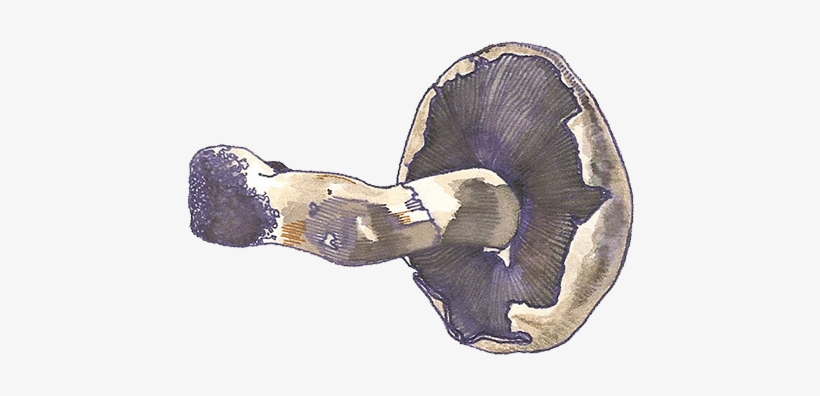 Dumpster Diving - Mushroom, transparent png #2674123