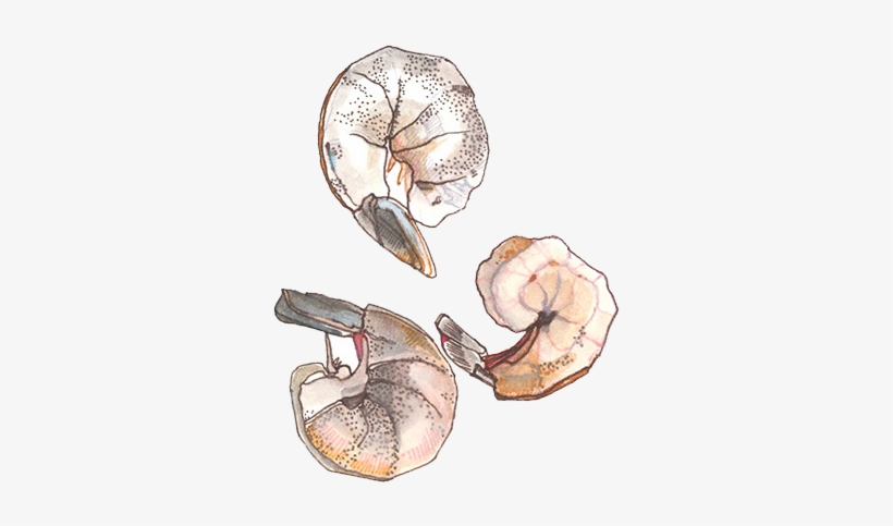 They Say That Beggars Can't Be Choosers - Shrimp, transparent png #2674189