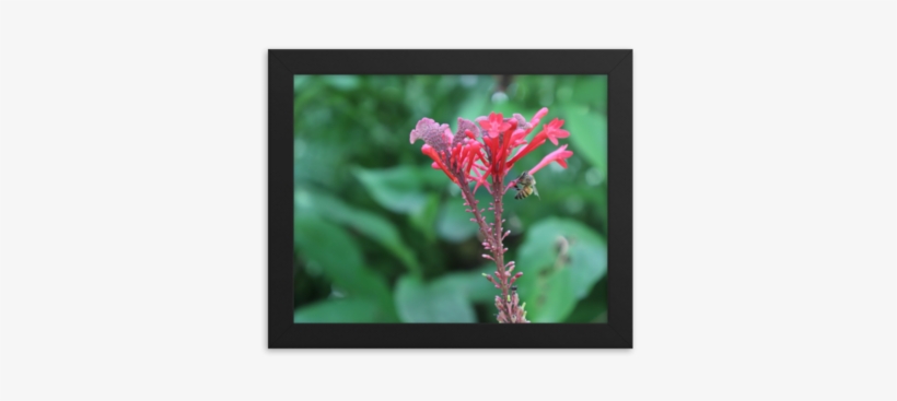 Picture An Out Of Focus Background Filled With Lush, - Canna Lily, transparent png #2674298