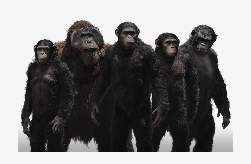 Planet Of The Apes Png, transparent png #2678055