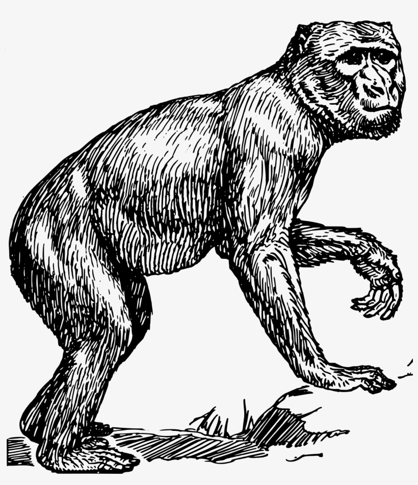 This Free Icons Png Design Of Barbary Ape, transparent png #2678189
