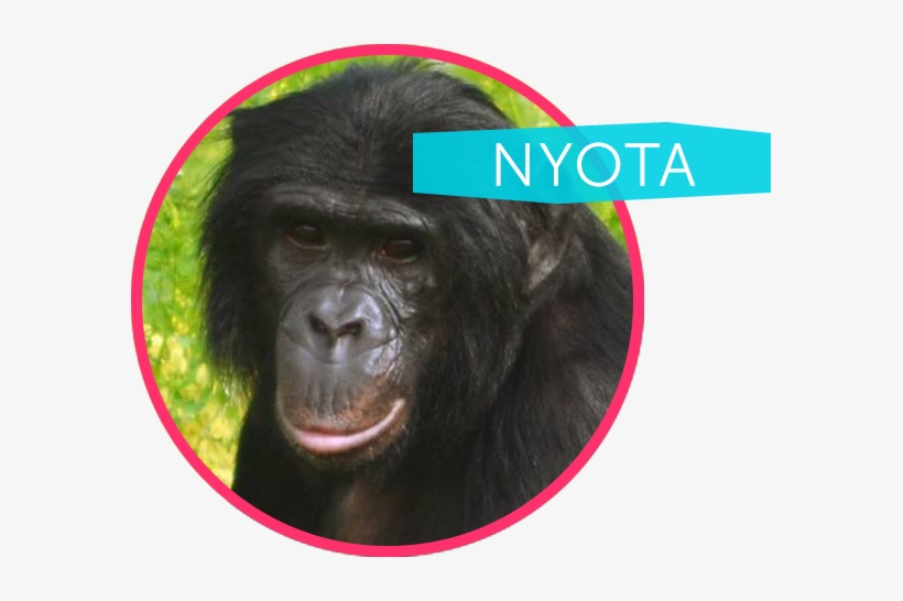 Nyota Is Our Most Thoughtful And Gentle Ape - Common Chimpanzee, transparent png #2678550