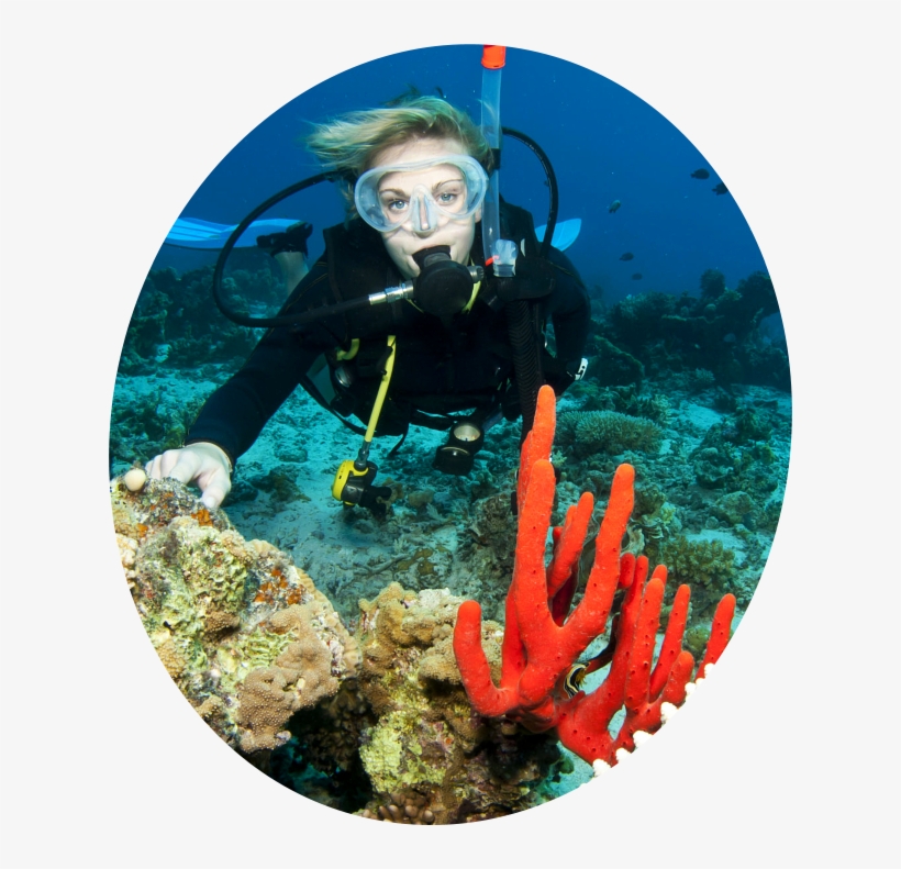 Banner-img - Banner, transparent png #2678879