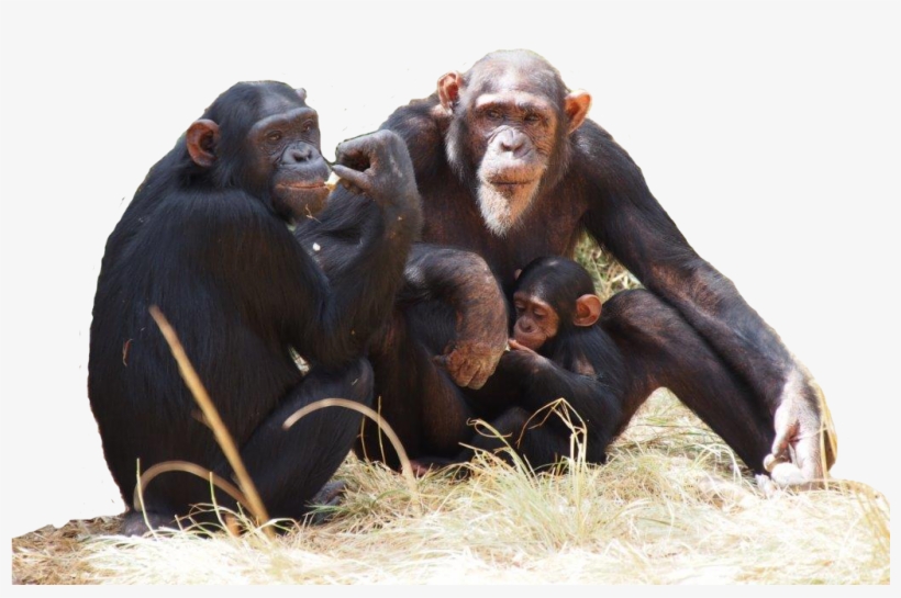 Do Apes Deserve Human Rights - Chimpanzee Transparent Png, transparent png #2678981