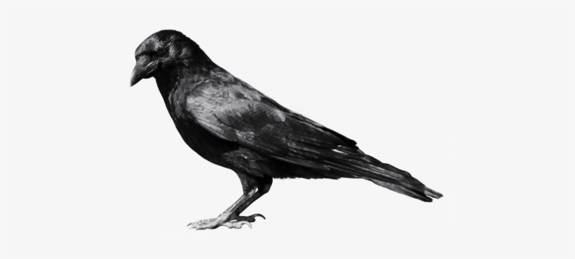 Admin Page - Crow Png, transparent png #2682371