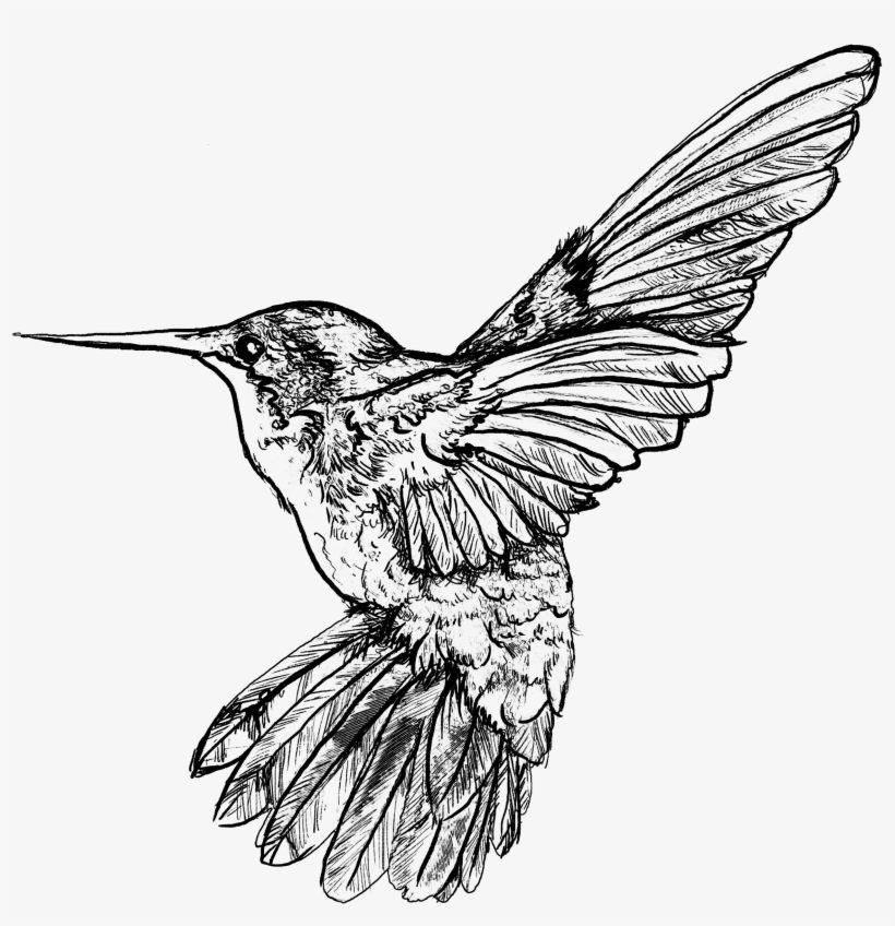 Mrsshaco - - Hummingbird Art Nouveau Bird, transparent png #2683687