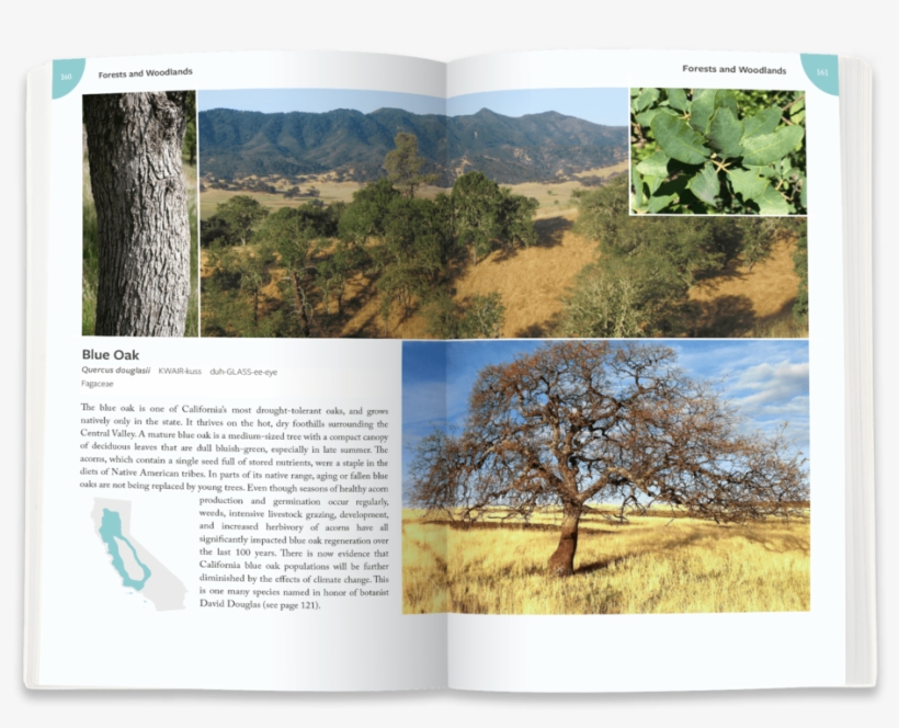 Blue Oak - Portable Network Graphics, transparent png #2685911
