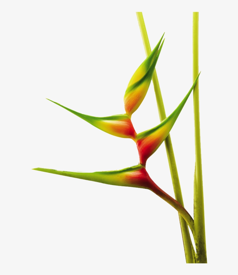 Exotic Flowers, Tropical Flowers, Jungle Flowers, Colombia, - Heliconias Png, transparent png #2687905