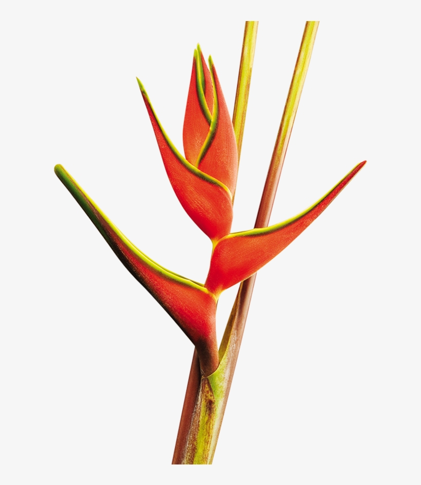 Heliconia Orthotricha Red - Lobster-claws, transparent png #2687929