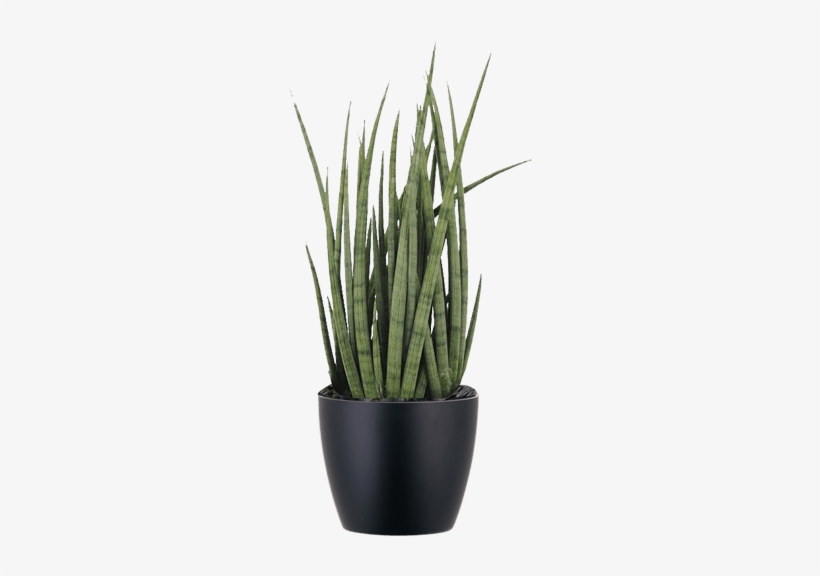 Low Light Plants - Sansevieria Cylindrica Plant, transparent png #2690481